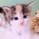 ノルウェージャンフォレストキャット