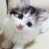 ノルウェージャンフォレストキャット