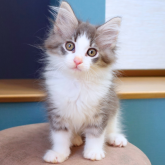 ノルウェージャンフォレストキャット
