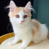 ノルウェージャンフォレストキャット