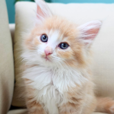 ノルウェージャンフォレストキャット