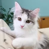 ノルウェージャンフォレストキャット