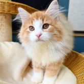 ノルウェージャンフォレストキャット