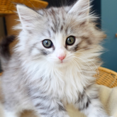 ノルウェージャンフォレストキャット