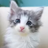 ノルウェージャンフォレストキャット