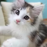 ノルウェージャンフォレストキャット