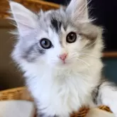 ノルウェージャンフォレストキャット