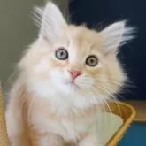 ノルウェージャンフォレストキャット