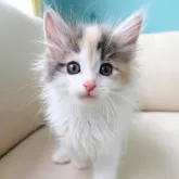 ノルウェージャンフォレストキャット