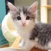 ノルウェージャンフォレストキャット