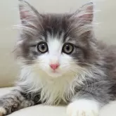 ノルウェージャンフォレストキャット