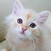 ノルウェージャンフォレストキャット