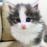 ノルウェージャンフォレストキャット