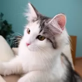 ノルウェージャンフォレストキャット