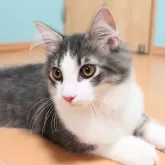 ノルウェージャンフォレストキャット