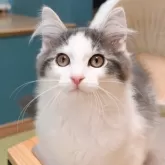 ノルウェージャンフォレストキャット