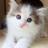 ノルウェージャンフォレストキャット