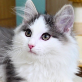 ノルウェージャンフォレストキャット