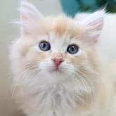 ノルウェージャンフォレストキャット