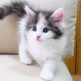 ノルウェージャンフォレストキャット