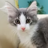 ノルウェージャンフォレストキャット