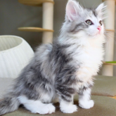 ノルウェージャンフォレストキャット