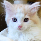 ノルウェージャンフォレストキャット