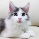 ノルウェージャンフォレストキャット