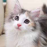 ノルウェージャンフォレストキャット