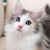 ノルウェージャンフォレストキャット