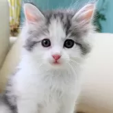 ノルウェージャンフォレストキャット