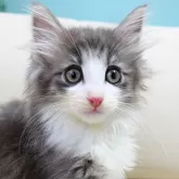 ノルウェージャンフォレストキャット