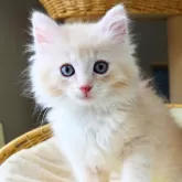 ノルウェージャンフォレストキャット