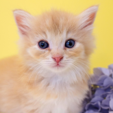 ノルウェージャンフォレストキャット