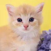 ノルウェージャンフォレストキャット