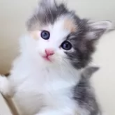 ノルウェージャンフォレストキャット