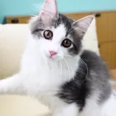 ノルウェージャンフォレストキャット