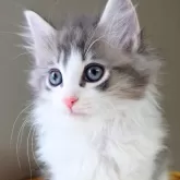 ノルウェージャンフォレストキャット