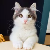 ノルウェージャンフォレストキャット