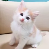 ノルウェージャンフォレストキャット