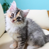 ノルウェージャンフォレストキャット