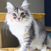 ノルウェージャンフォレストキャット