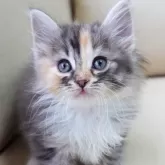ノルウェージャンフォレストキャット