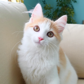 ノルウェージャンフォレストキャット