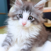 ノルウェージャンフォレストキャット