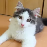 ノルウェージャンフォレストキャット