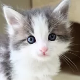 ノルウェージャンフォレストキャット