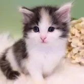 ノルウェージャンフォレストキャット