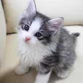 ノルウェージャンフォレストキャット