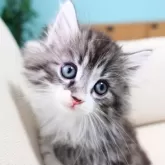 ノルウェージャンフォレストキャット